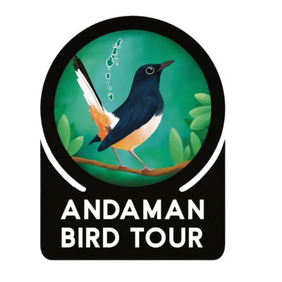 Andaman Bird Tour (5)