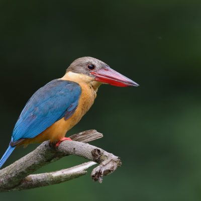 Stork-billed Kingfisher at Singapore Quarry